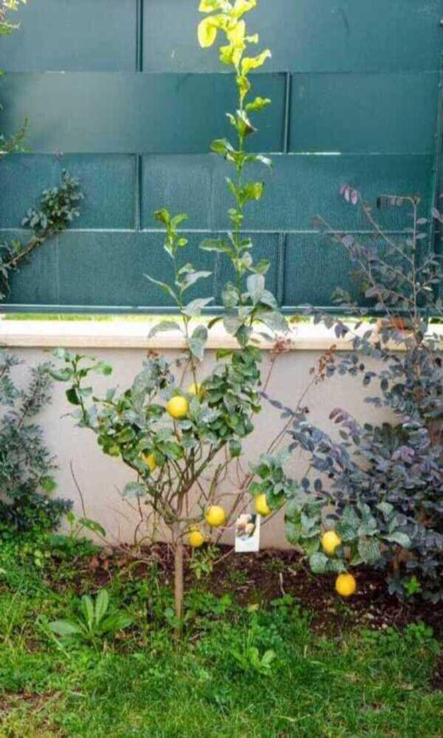Il Giardino Di Limoni Villa Marino Kültér fotó