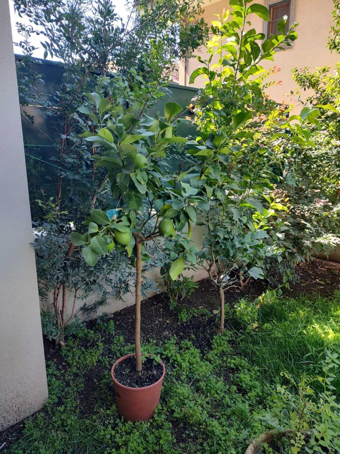 Il Giardino Di Limoni Villa Marino Kültér fotó